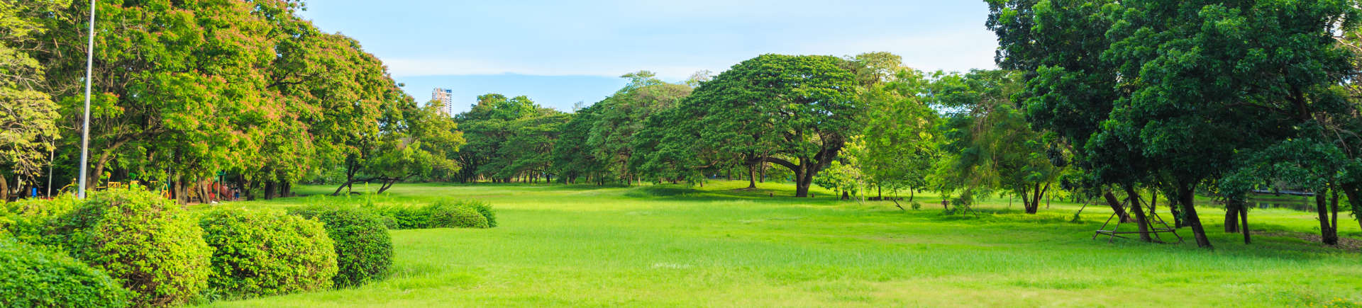 view of park lawn and trees in the bright morning light