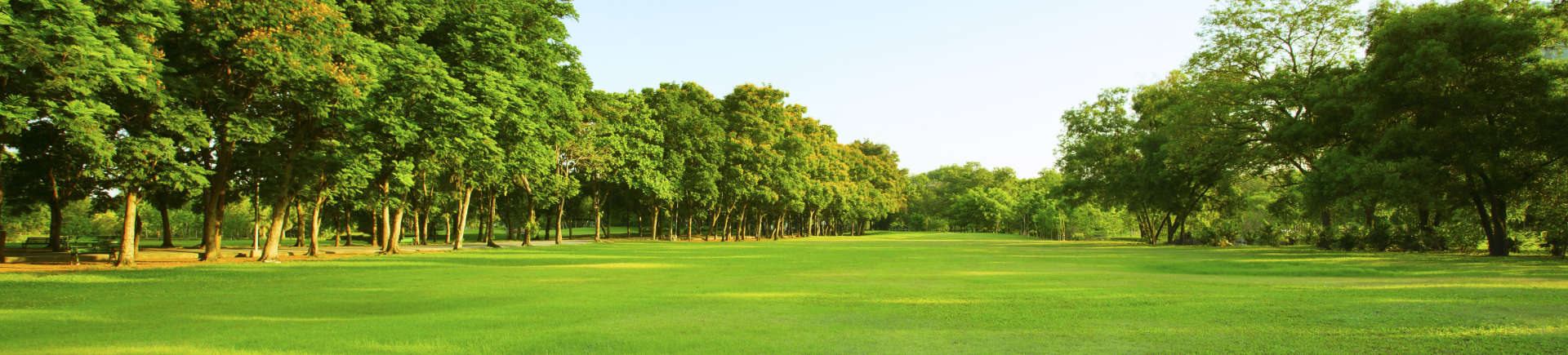 view of park lawn and trees in the bright morning light
