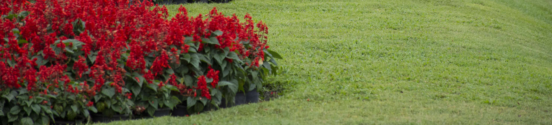 garden with blooming red flowers and well-maintained grass