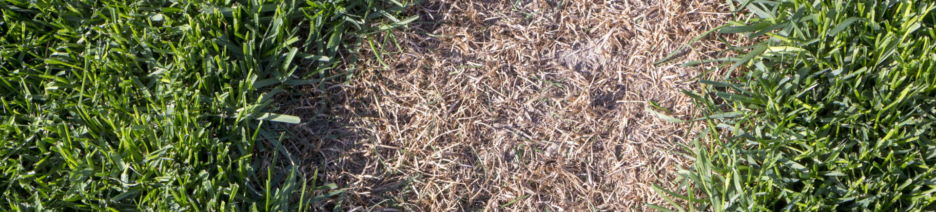 brown spot in lawn