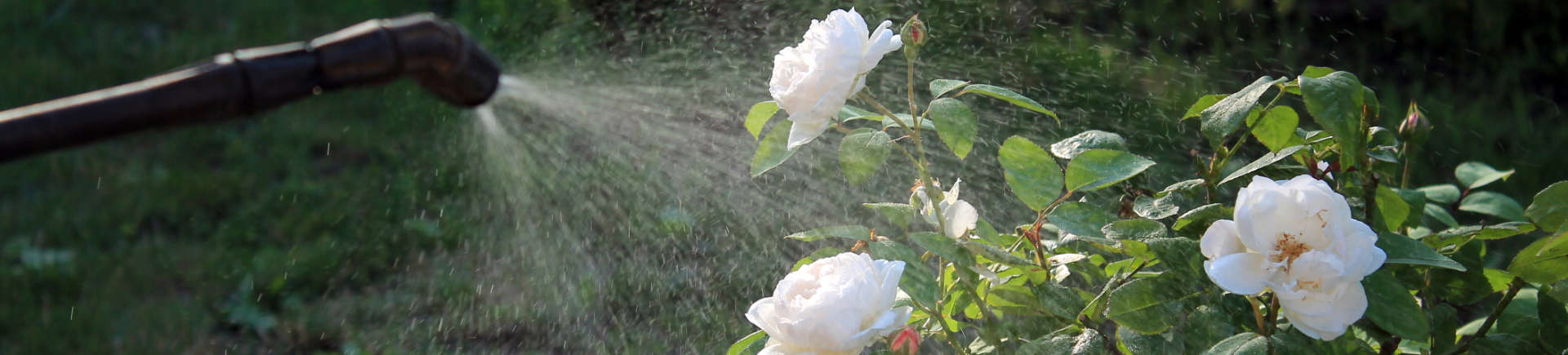 Alpharetta GA professional spraying white roses to protect them from shrub disease