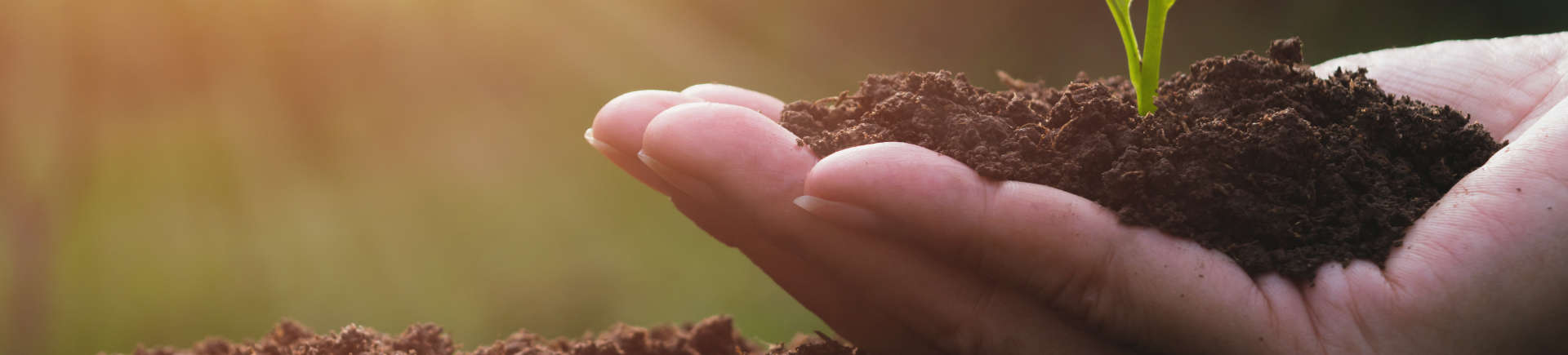 open hand carrying soil with a green plant